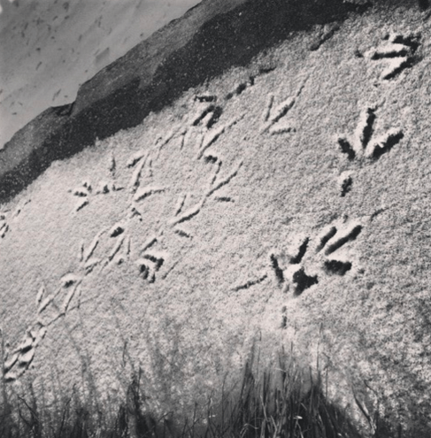 Screen Shot 2017-06-19 at 8.43.26 PM